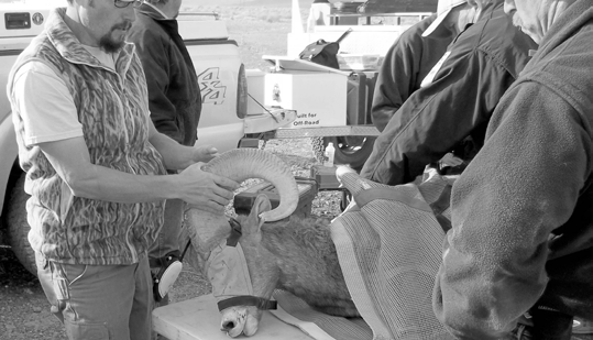 Sheep Tagging Conducted Near the Pilot Mountains